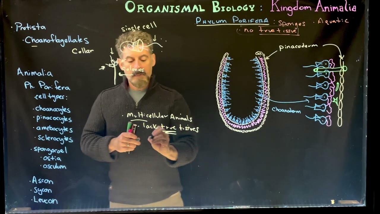 Phylum Porifera: The Sponges