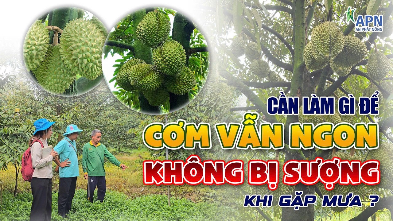 APN - GẶP MƯA CƠM VẪN NGON, KHÔNG BỊ SƯỢNG – NHÀ VƯỜN CẦN LÀM GÌ?