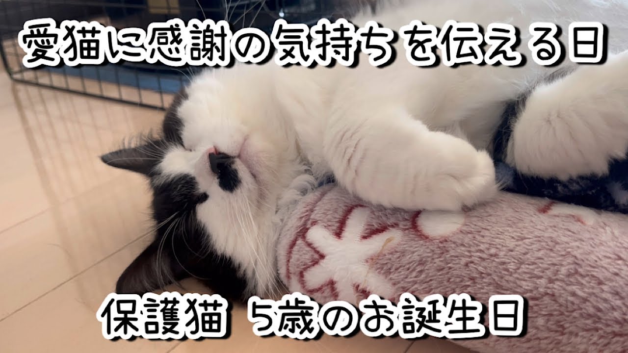 保護猫の5歳の誕生日！愛猫に感謝の気持ちを伝えたいと思います。