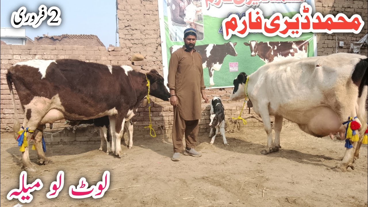 Muhammad Dairy Farm Jarsey Fresian Australian Fresian Cholistani Cross breed cows !Ali Best 