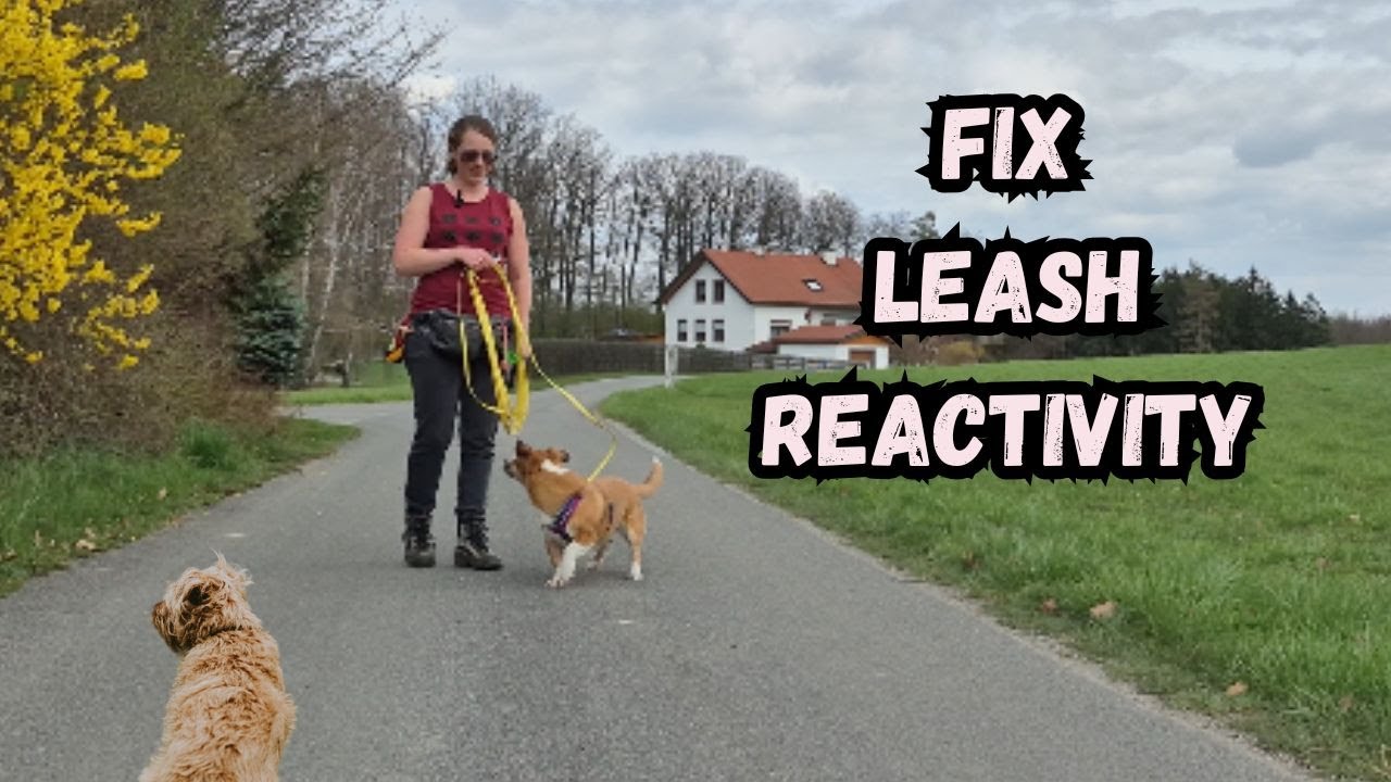 The EXACT Training to Stop Leash Reactivity - Even for ANXIOUS Dogs