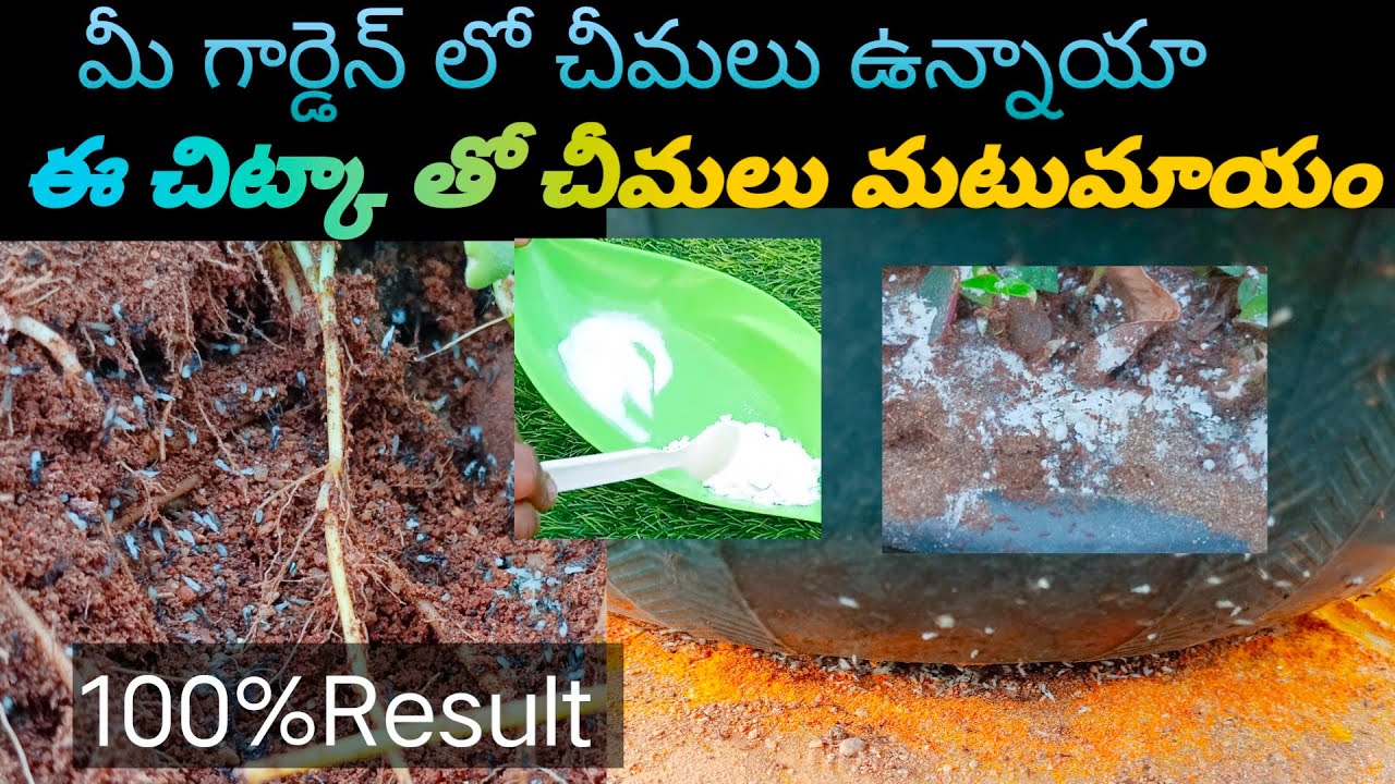How to get rid of ants in your plants | In Telugu