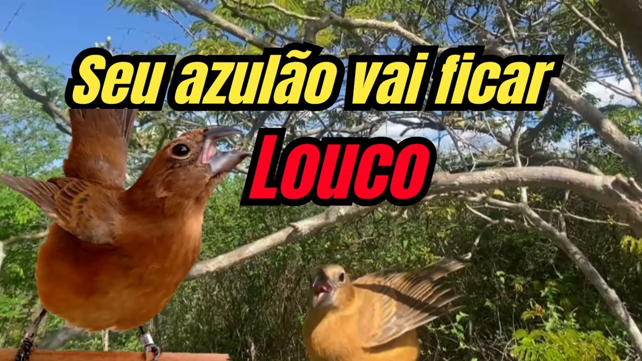 Fêmea de azulão chamando e pedindo gala para esquentar solta na natureza