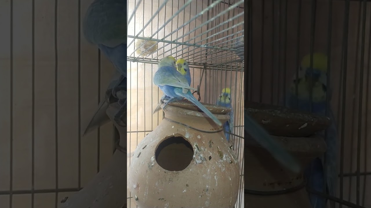 Violet rainbow budgies 