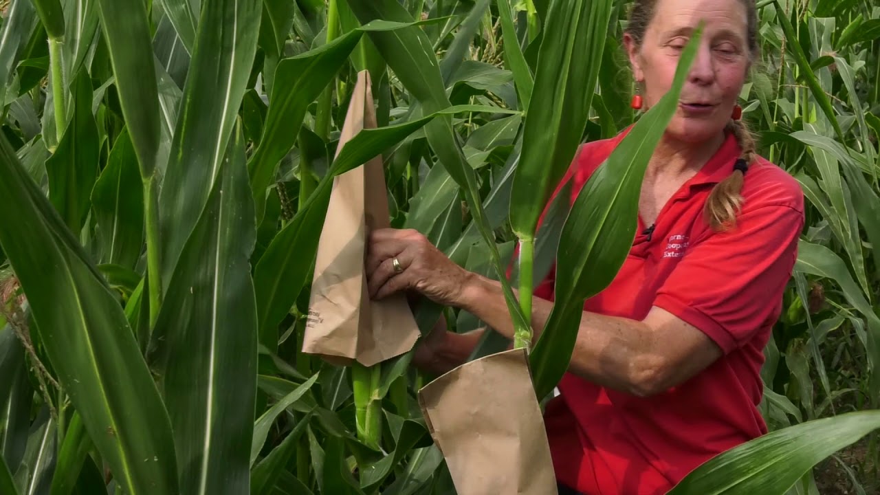 What are Corn Hybrids?  Where did they come from?  With Professor Margaret Smith, Cornell University