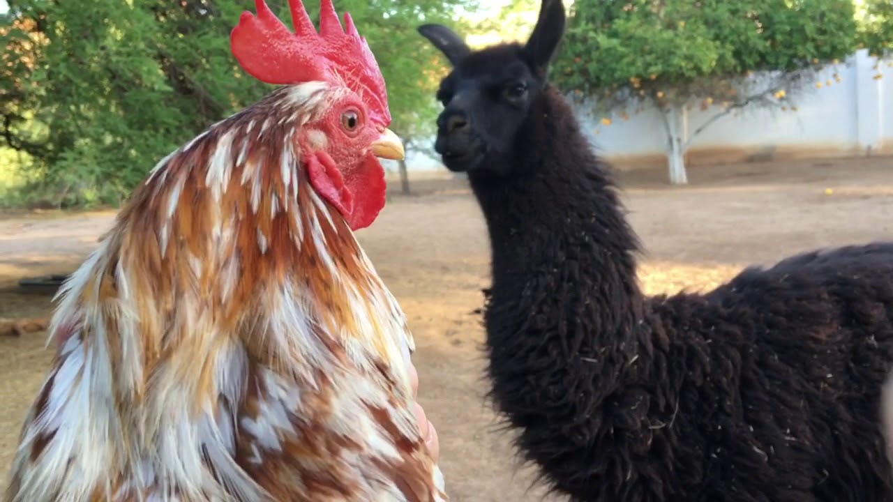 Tiny Serama rooster meets llamas & alpacas