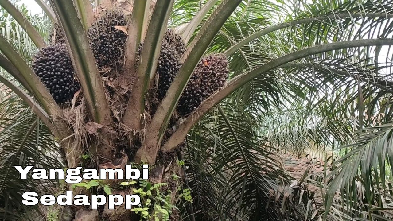 Yangambi Idaman Petani sawit