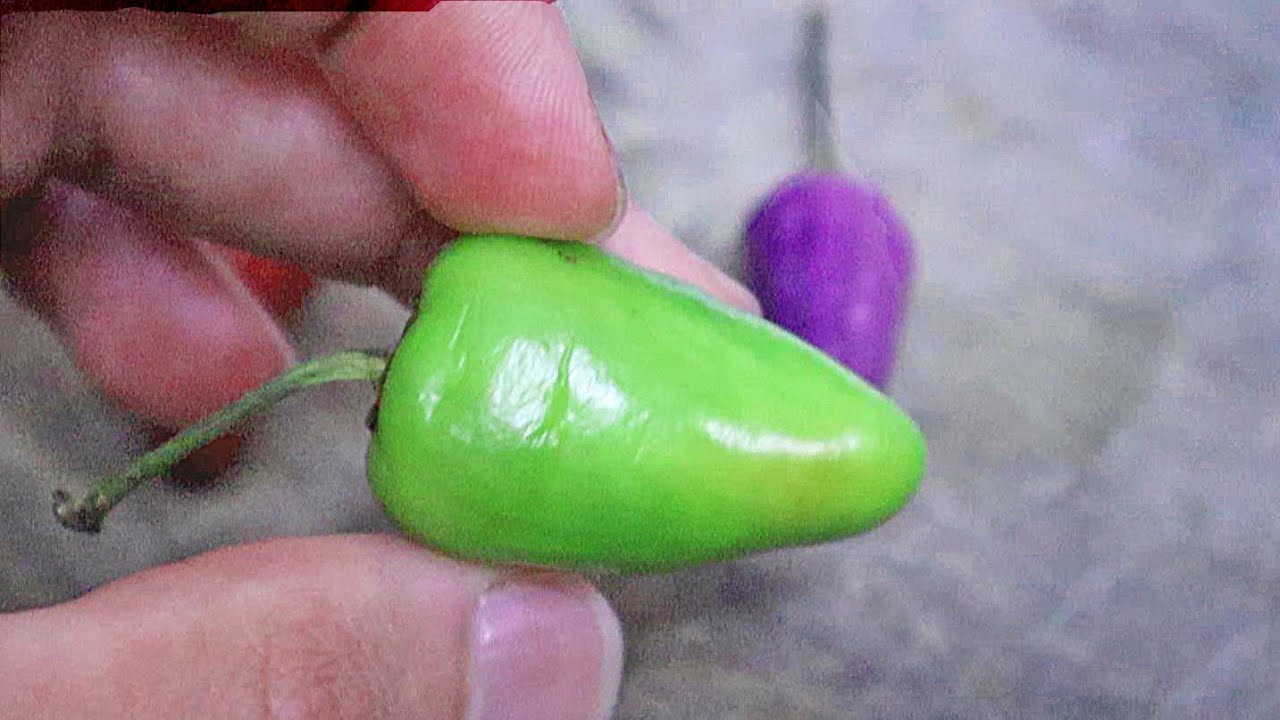 Chili Pepper Reviews: Chinese 5 Color & More!