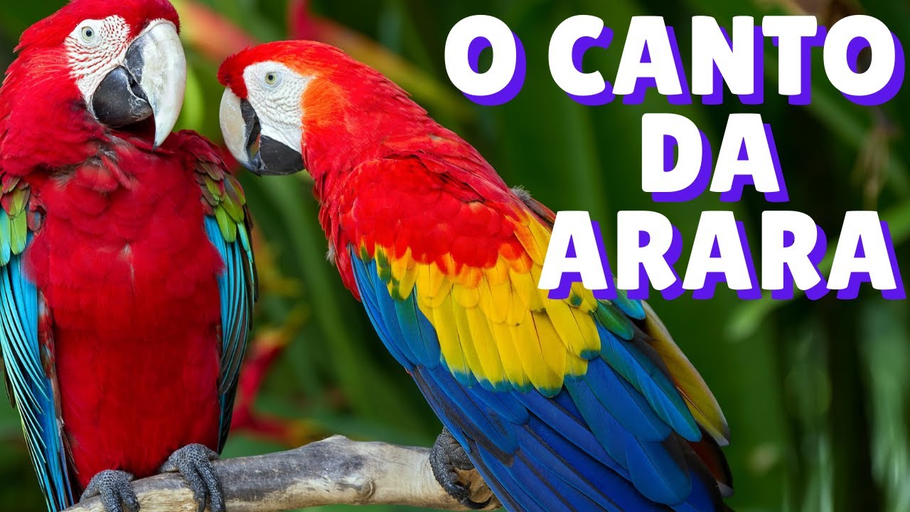 Canto Da Arara | Arara Azul | Arara Azul Cantando | Arara | Arara Na Natureza | Som Da Arara