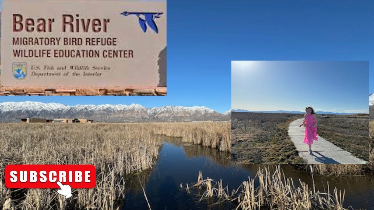 Bear River Migratory Bird Refuge  - Walking Tour - 2024