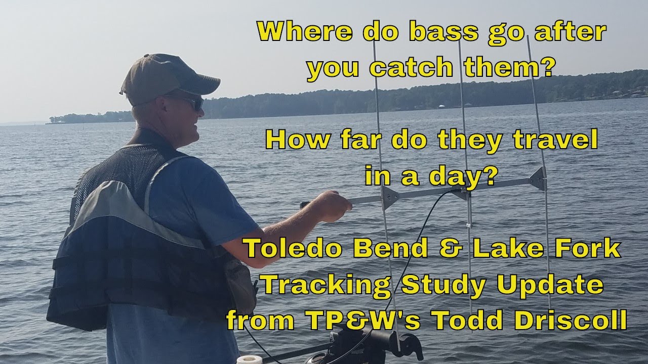 Toledo Bend & Lake Fork Bass Tracking with Telemetry Study Update Video 3