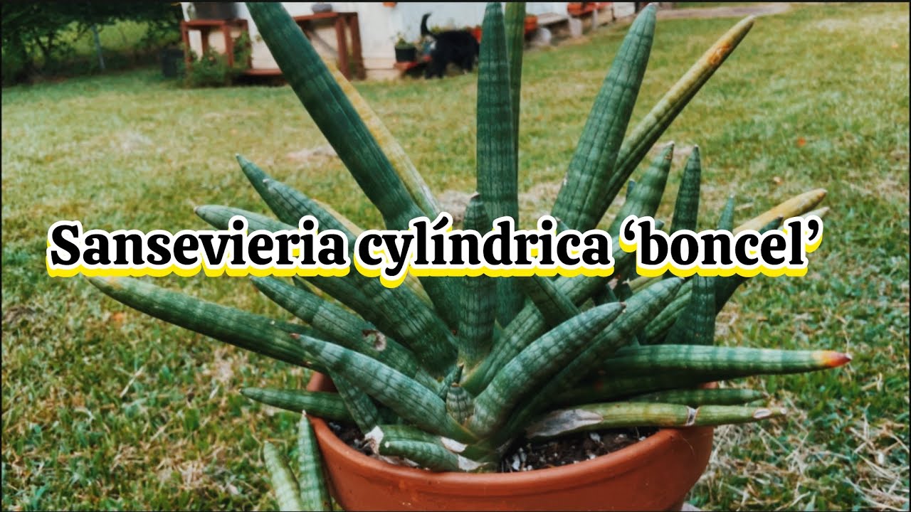 sansevieria cylindrica ‘ bonsel’