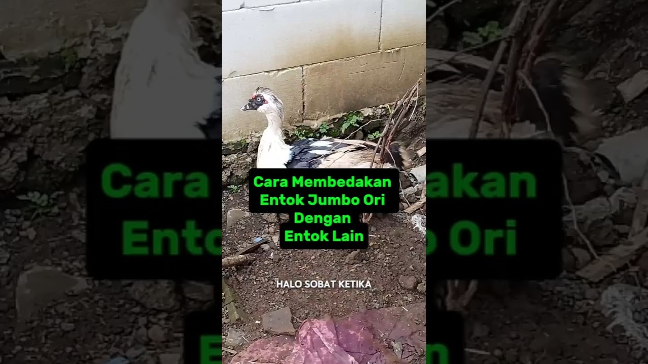 Cara Membedakan Entok Jumbo Ori Dengan Entok Lain 