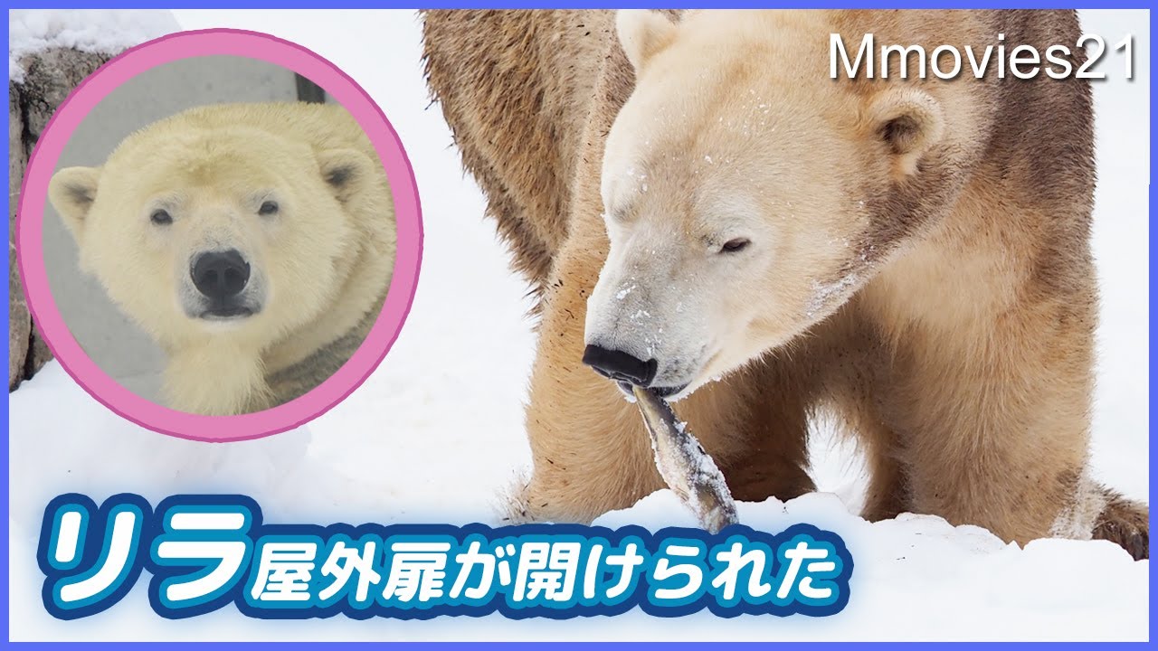 リラの非展示継続中〜ホクトの変わらぬホッケ愛と美しき母ララ〜円山動物園ホッキョクグマ