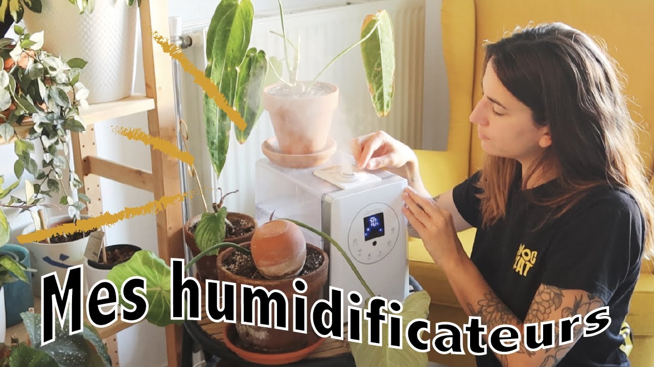Je vous dis tout sur mes humidificateurs !