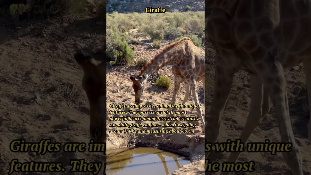 Giraffe's Mighty Heart: Fascinating Facts & Adaptations!