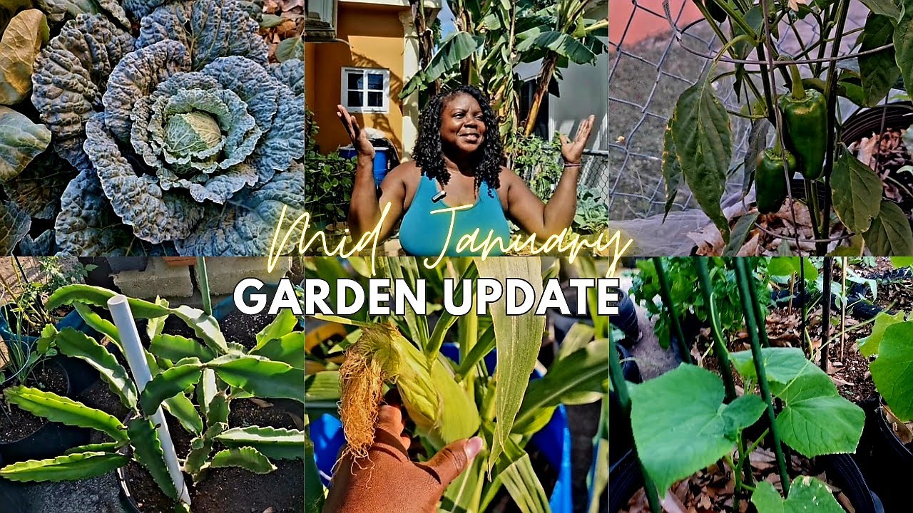 Mid January Update What's Growing In The Food Forest #jamaicagarden #growingincontainers 
