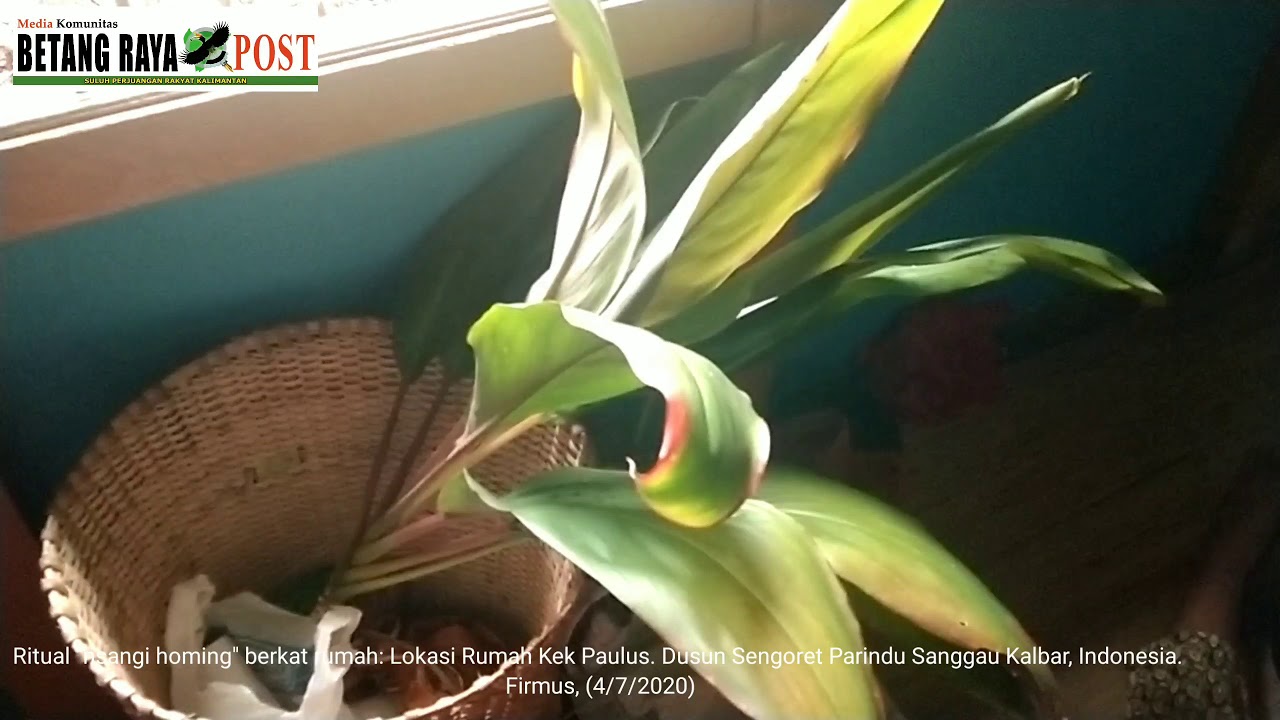 Ritual Ensangi Homing Sub Suku Dayak Hibun Sanggau. Dusun Sengoret, 4/7/2020