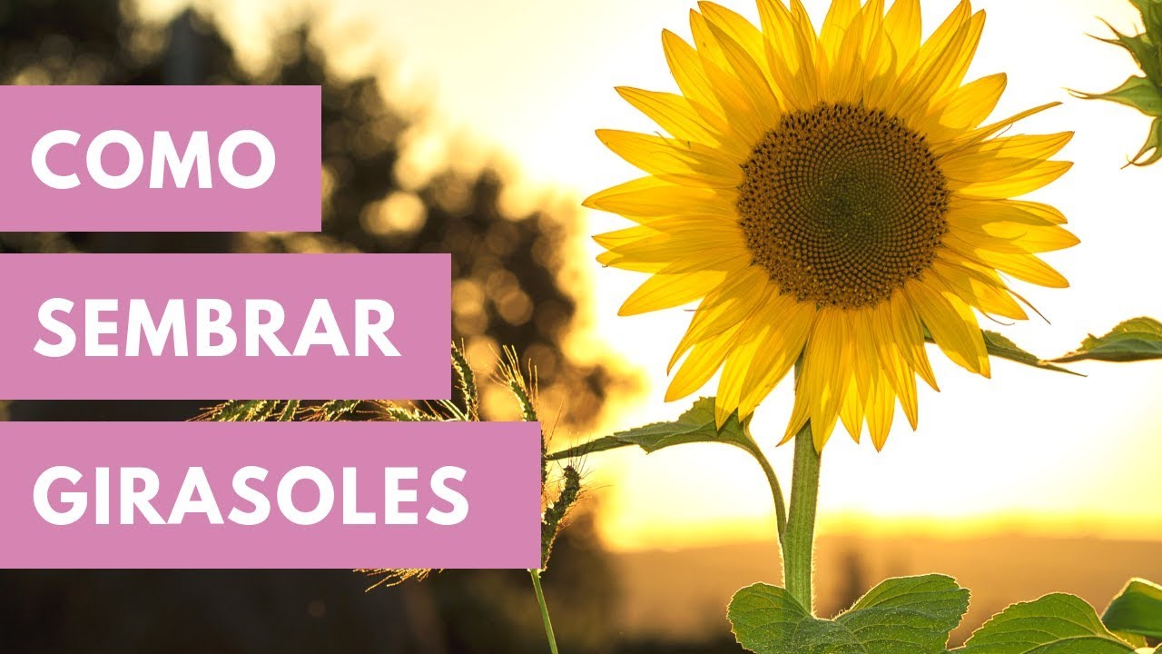 Cómo Sembrar GIRASOLES En Maceta//cultivo del girasol//manos de tierra