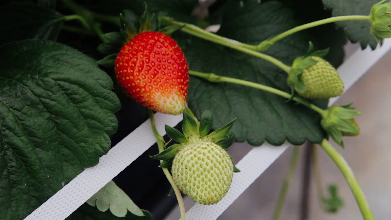 Angus Soft Fruits
