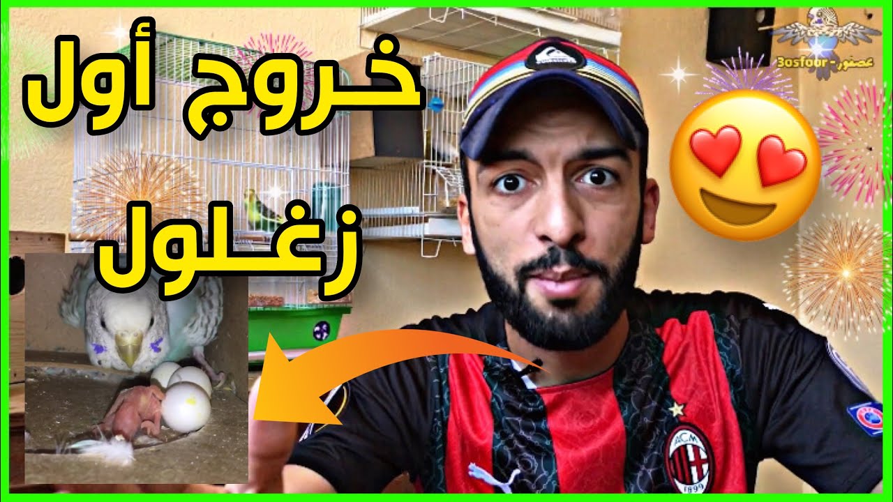 عاجل 🔥 خروج أول زغلول من البيضة 😱 النظام الغذائي لفراخ البادجي الصغيرة 😅