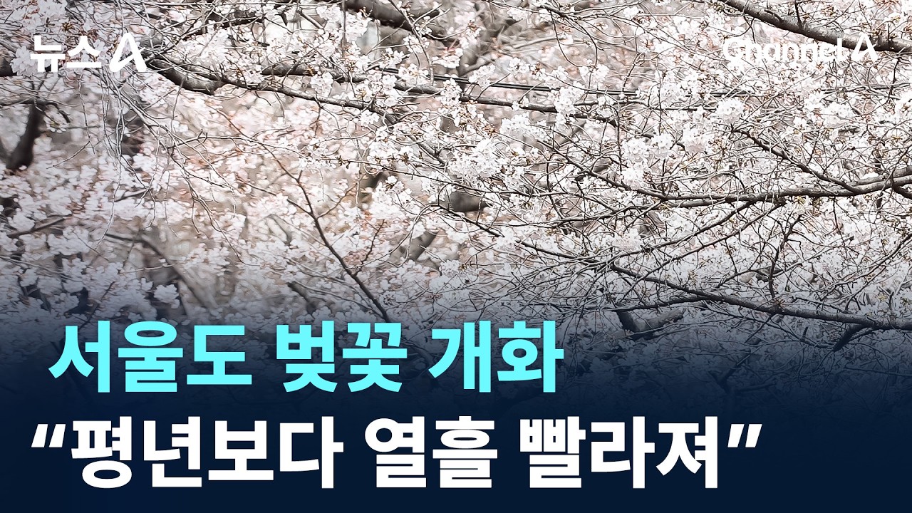 이상고온에 서울도 벚꽃 개화&hellip;&ldquo;평년보다 열흘 빨라져&rdquo; / 채널A / 뉴스A