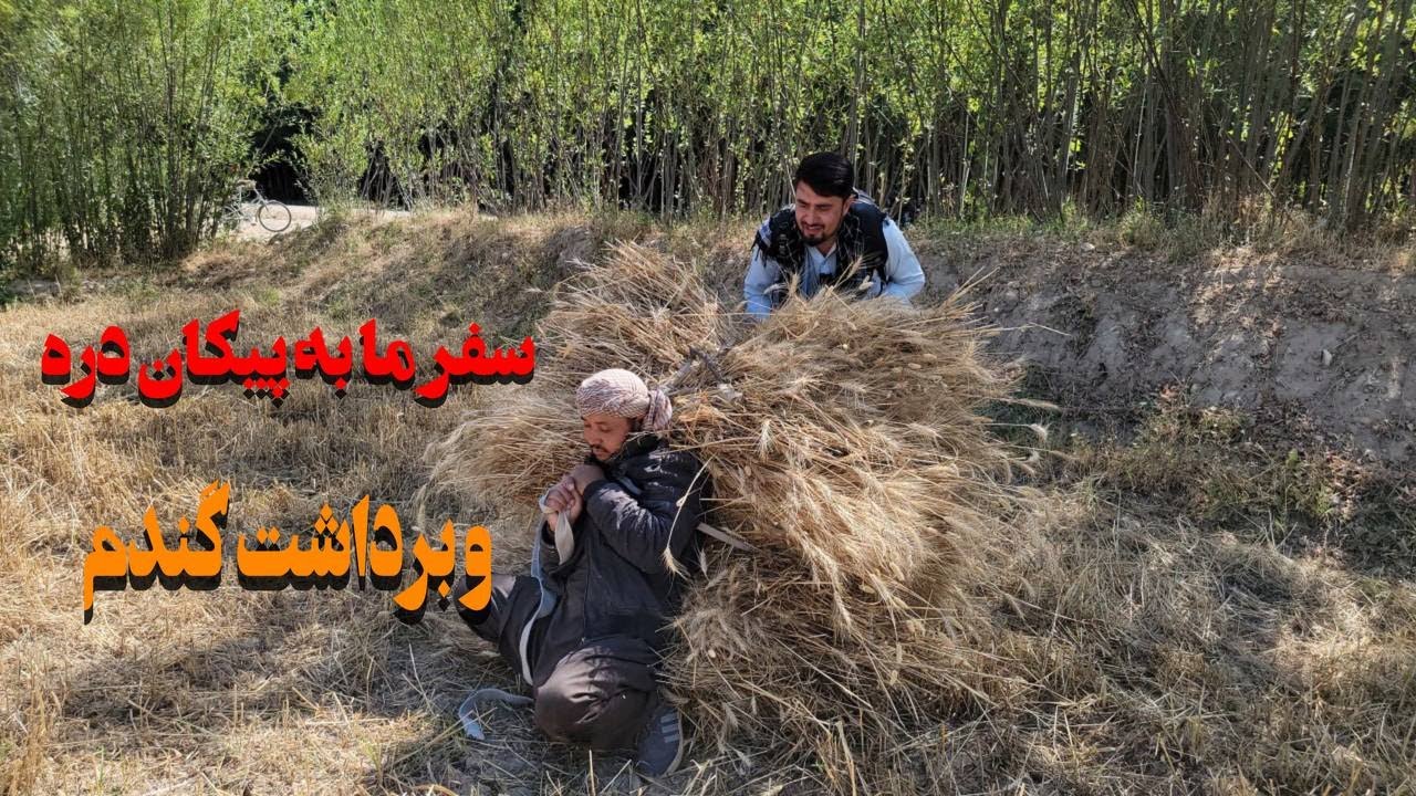 فصل برداشت گندم در والسوالی شولگره قریه سیآب