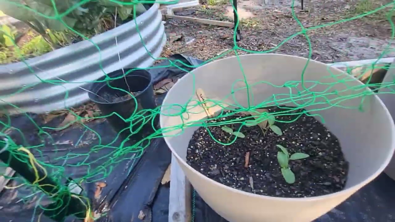 What grew back after the freeze in Zone 9B