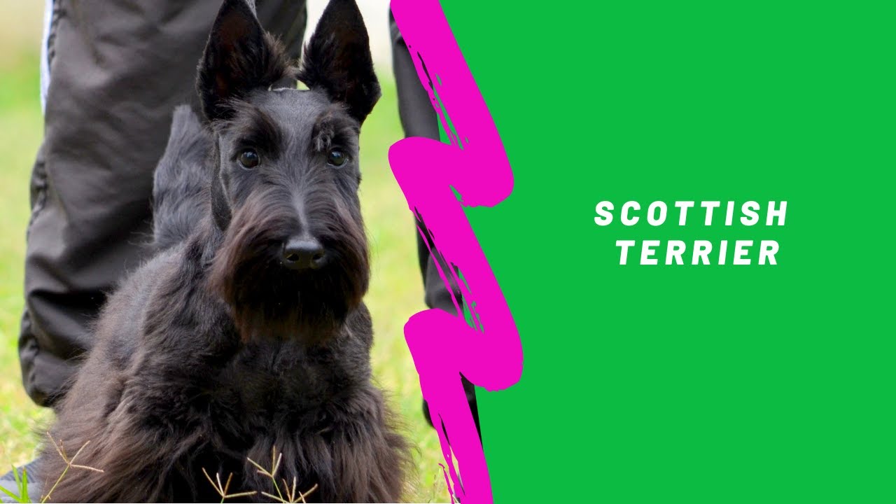 Scottish Terrier - Los Mansitos