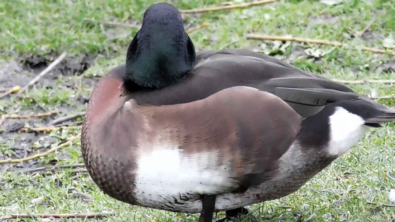 Baer's Pochard