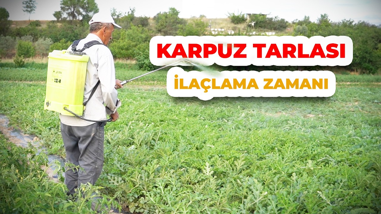 Karpuzda İlaçlamada ÖNEMLİ Notlar! | Hangi İlaçlama Yöntemleri Tercih Edilir