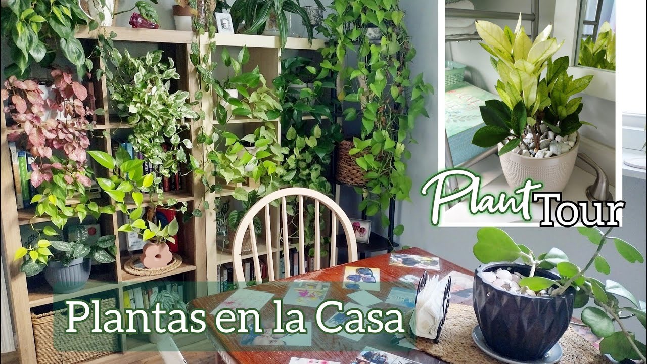 TOUR Plantas dentro de Casa 2023