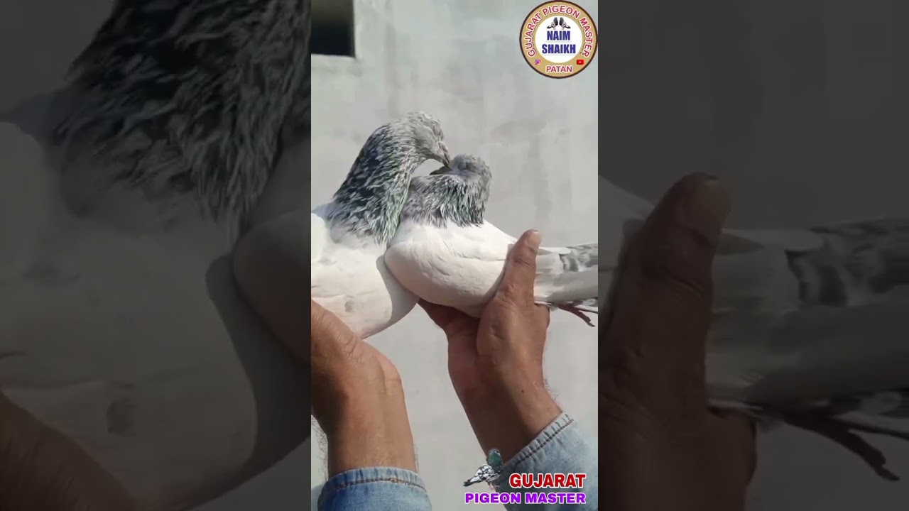 Bajre Kabootar #kabootar #pigeon #kabutar