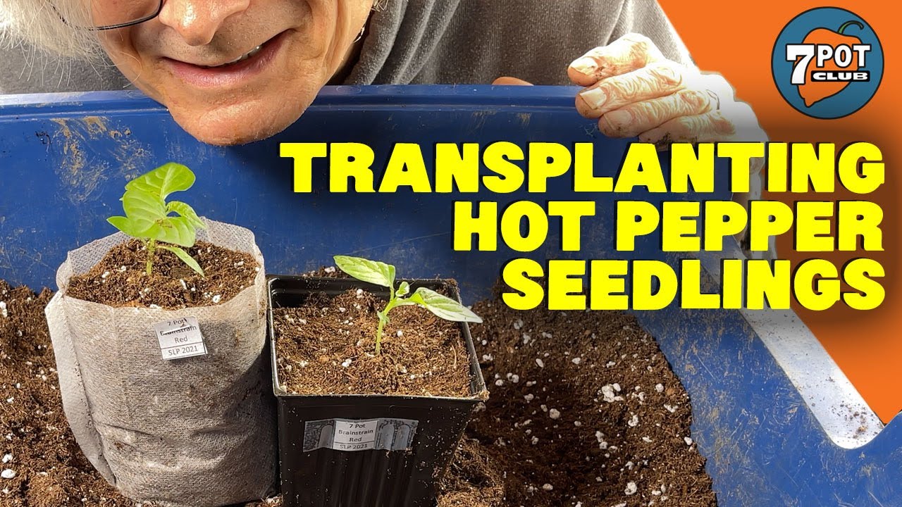 Transplanting Seedlings: 2021 Hot Pepper Grow Season Episode 2