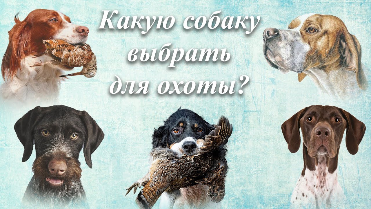 Какую собаку выбрать для охоты?