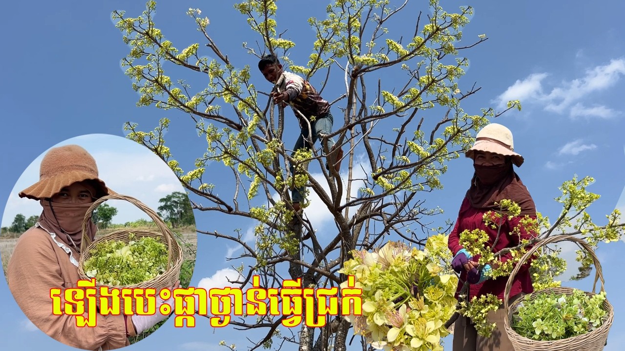 ល្អណាស់ ឡើងបេះផ្កាថ្ងាន់ធ្វើជ្រក់