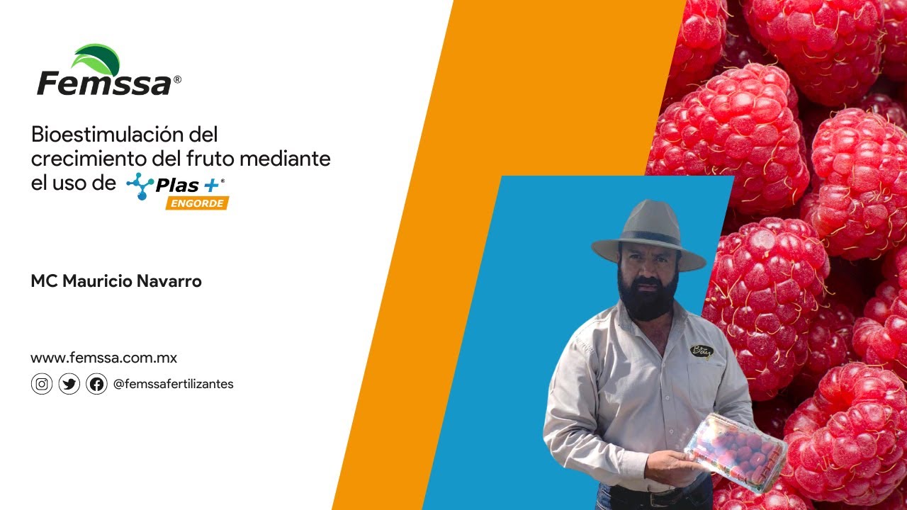 Bioestimulación del crecimiento del fruto mediante el uso de Plas+Engorde