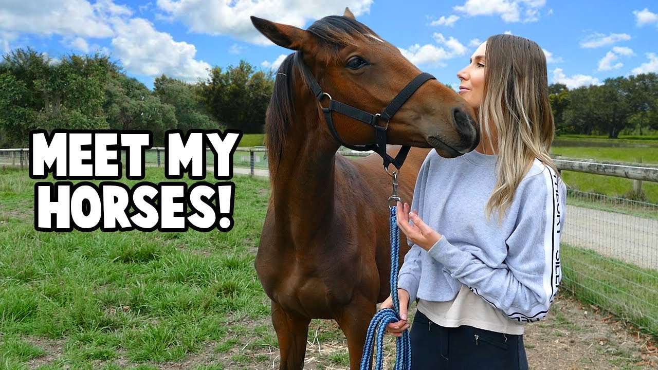 MEET MY HORSES!