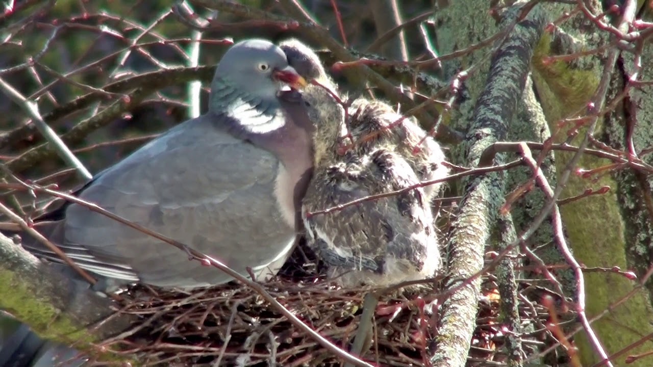 Ringeltauben Fütterung im Nest 2 Wochen alt