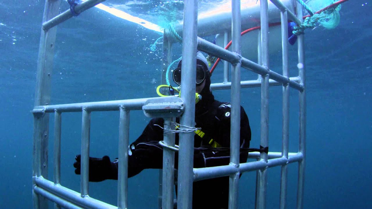 Un requin blanc de 5 mètres : Le Mois des Requins
