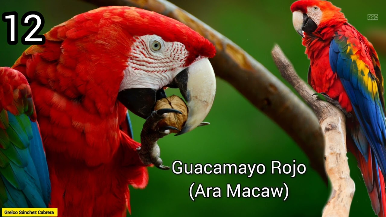 Los 32 sonidos de aves Mas hermosos de toda la Republica Dominicana de Rio Seco, La Vega