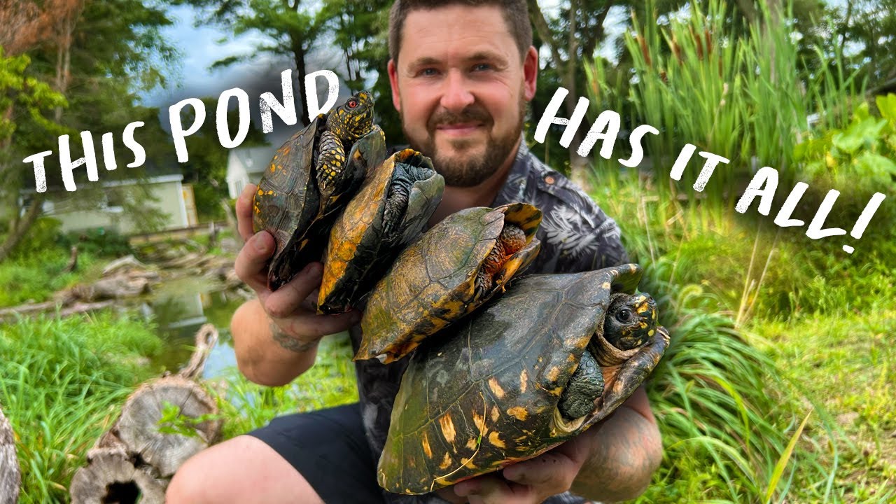 BEST Turtle Habitat Ever? (BONUS VIDEO)