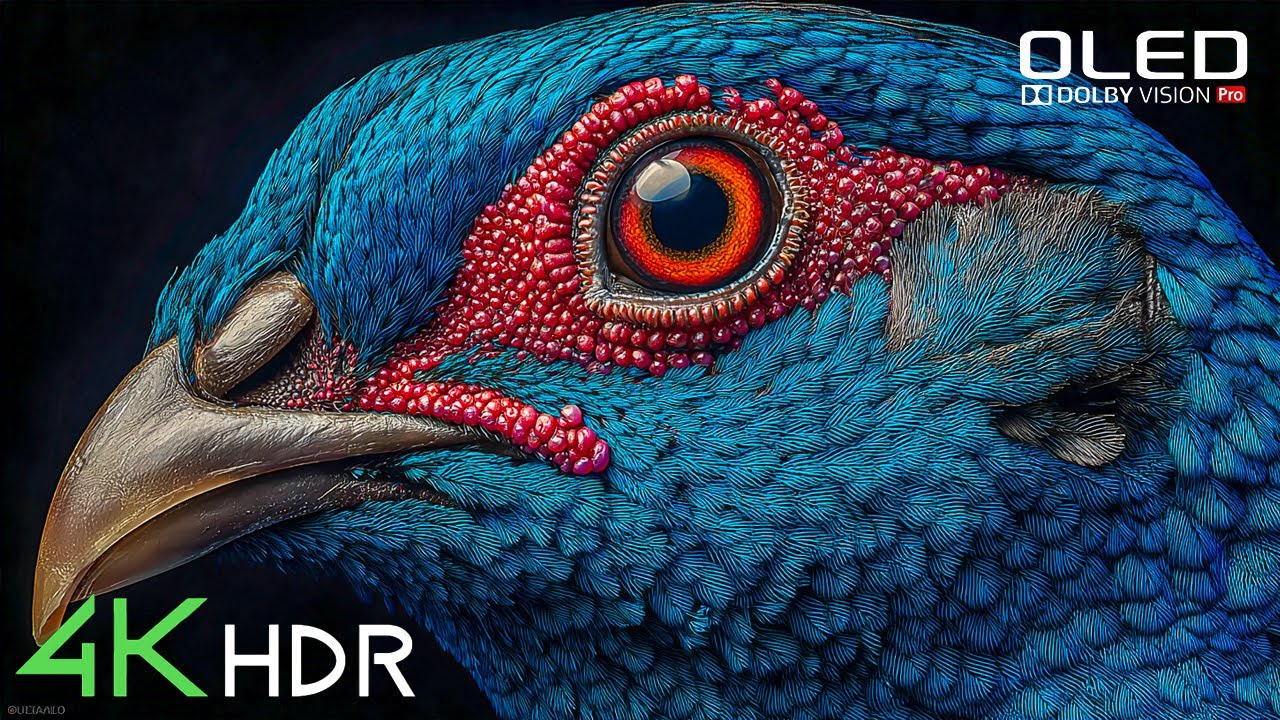 The Beauty of OLED in True HDR | Dolby Vision 60FPS