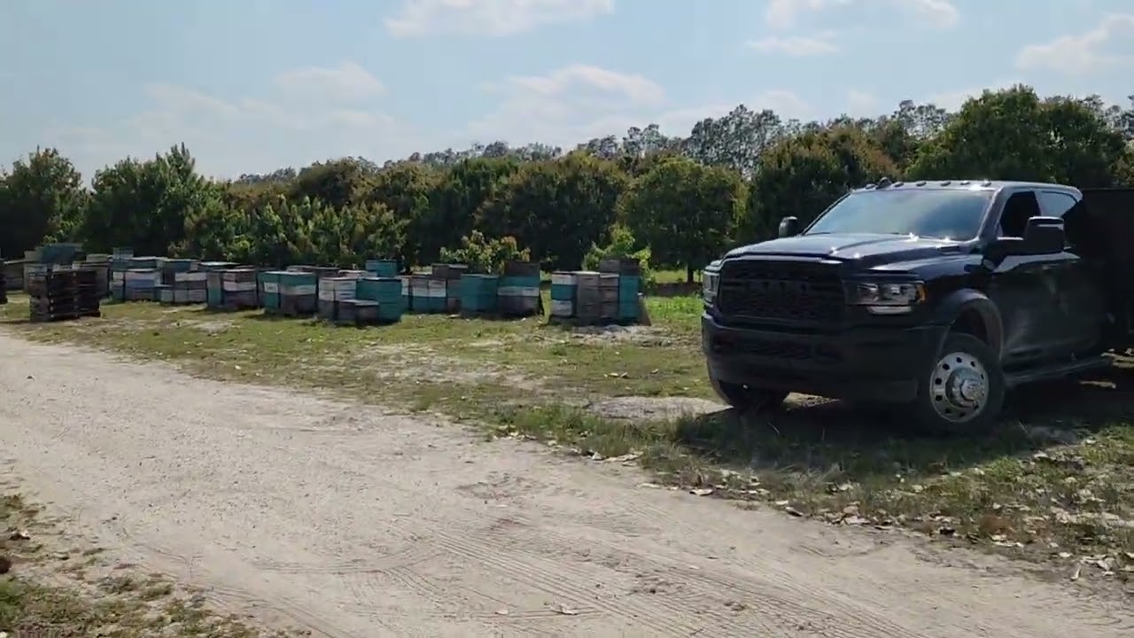 South Florida beekeeping. #commercial beekeeping #honey.