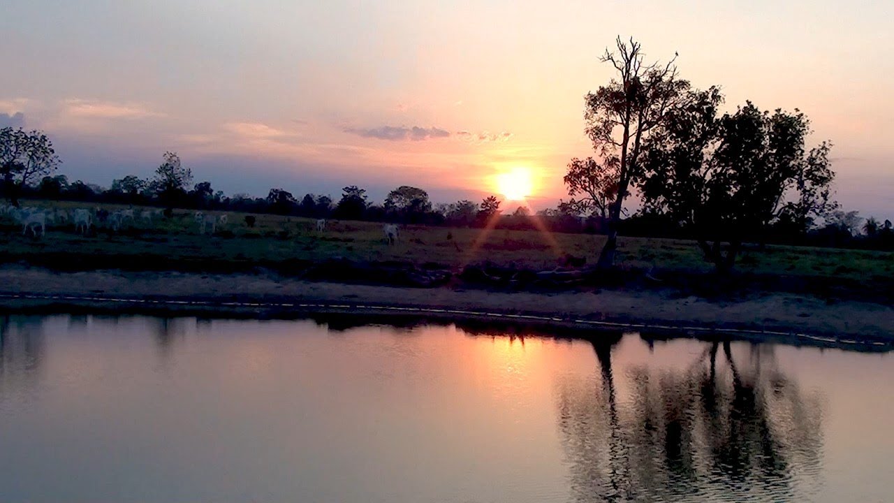 Entardecer no Campo!  Ao canto da Perdiz! Sons do Brejo! Vacada Nelore! Pecuária extensiva.