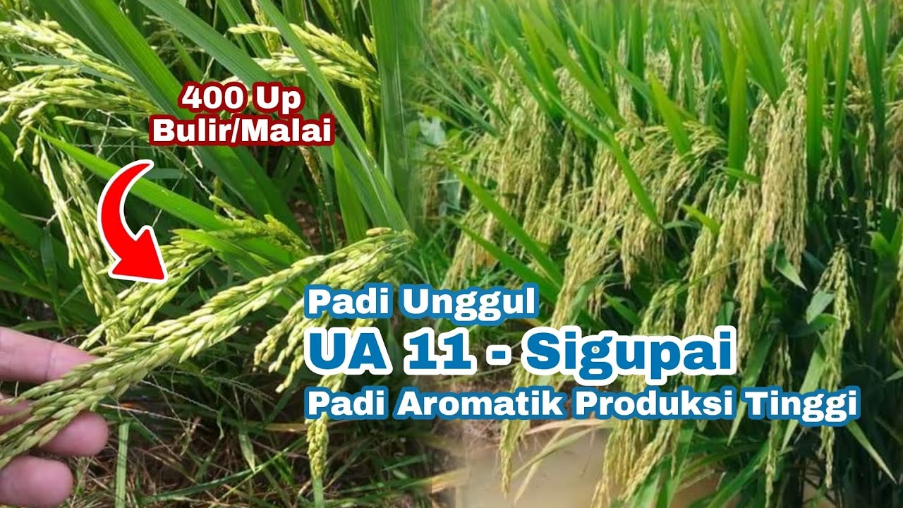 Padi Unggul UA 11 - Sigupai Padi Aromatik, Produksi Tinggi !!