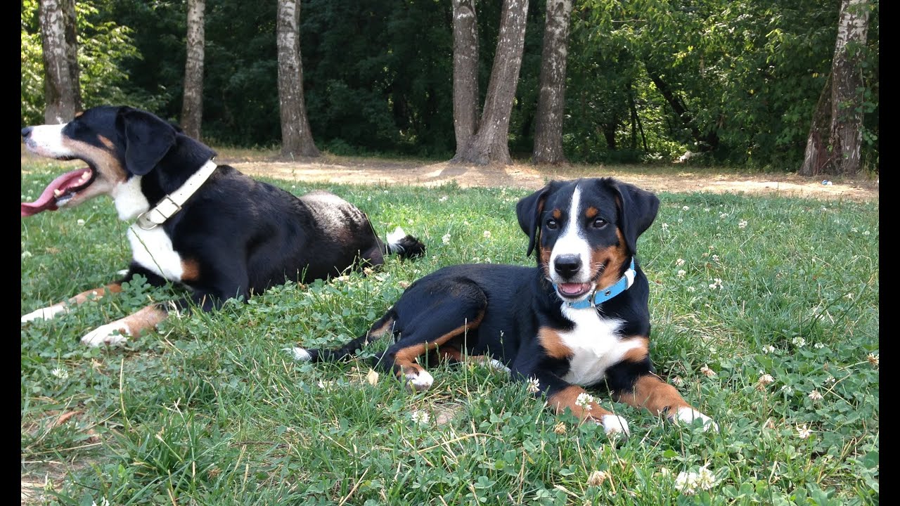 Giselle von Bärenboden - appenzeller sennenhund (3 to 4 months old)