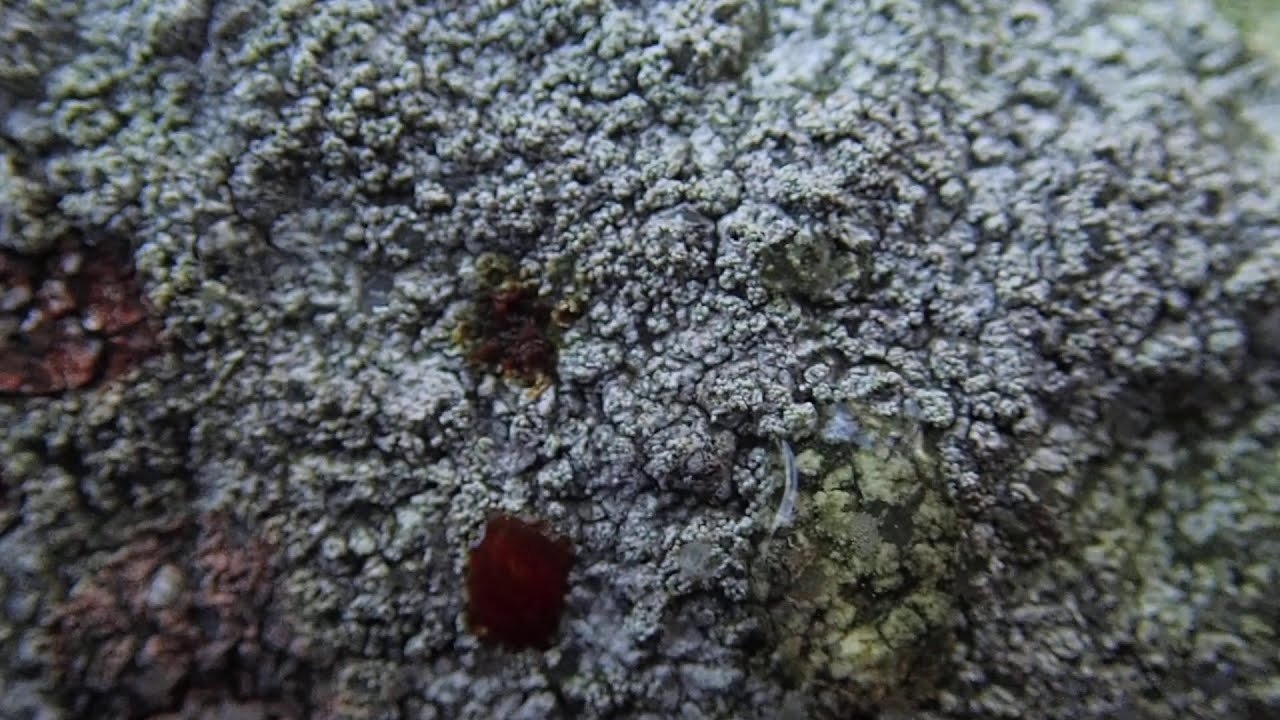 Lichen 1: of four white crustose lichens on sandstone capstone of Settle Swimming Pool Wall -