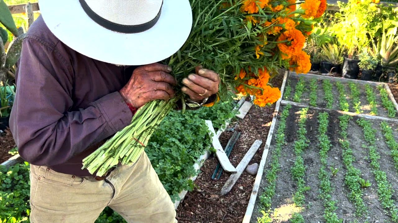 New Roots Marigold Harvest