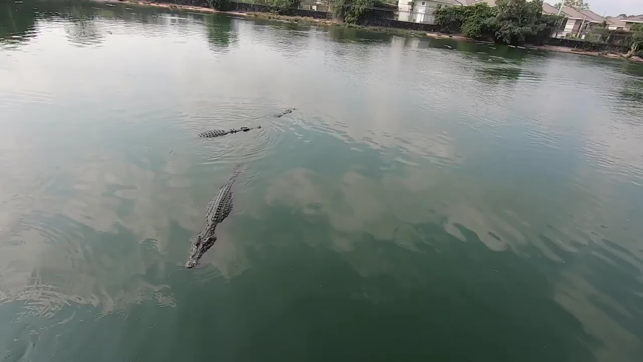 Crocodile lake with more than 1000 crocodiles